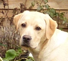 Buxton